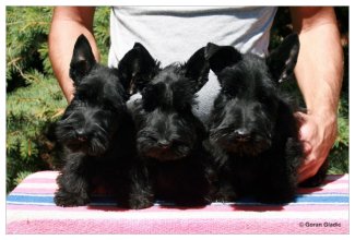 Invisible Touch Scottish Terriers