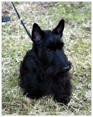 Invisible Touch Scottish Terriers